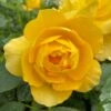 'Layla Bella®' Shrub Rose -Garden Living Store SHR0083 1