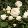 'Lenka Frayla®' Shrub Rose -Garden Living Store SHR0085 1