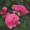'Ava Bella®' Shrub Rose -Garden Living Store SHR0086 1