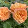 'Mia Bella®' Shrub Rose -Garden Living Store SHR0088 1