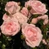 'New Dawn' Climbing Rose -Garden Living Store SHR0089 1
