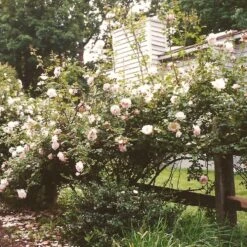 'New Dawn' Climbing Rose -Garden Living Store SHR0089 3