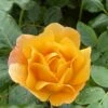 'Zara Bella®' Shrub Rose -Garden Living Store SHR0090 1