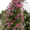 'Parade' Climbing Rose -Garden Living Store SHR0091 1