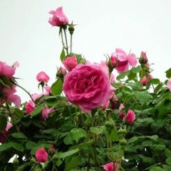'Parade' Climbing Rose -Garden Living Store SHR0091 3