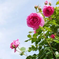 'Parade' Climbing Rose -Garden Living Store SHR0091 4