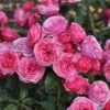 'Bridal Wishes®' Shrub Rose -Garden Living Store SHR0092 1