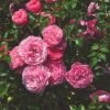 'My Beloved Father®' Shrub Rose -Garden Living Store SHR0093 1