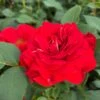 'Jewel In The Crown®' Shrub Rose -Garden Living Store SHR0095 1