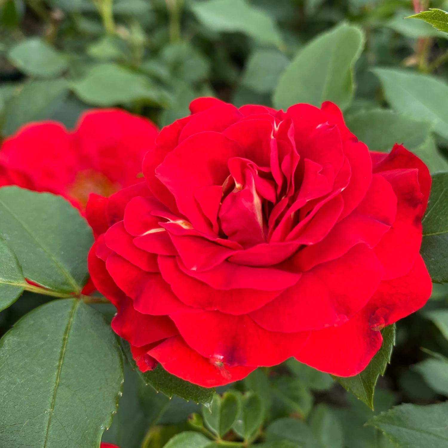 'Jewel In The Crown®' Shrub Rose 3 'Jewel In The Crown®' Shrub Rose