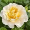 'Ray Of Sunshine®' Shrub Rose -Garden Living Store SHR0096 1