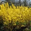 Golden Bells | Forsythia Intermedia 'Spectabilis' -Garden Living Store SHR0170 1