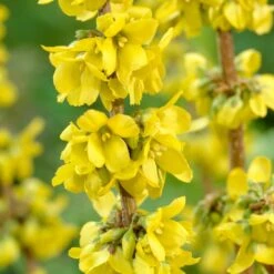 Best Mixed Coastal Hedging | Growers' Choice -Garden Living Store SHR0170 2 fde99b14 469a 4421 bfc4 bb3b9d44308d