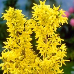Golden Bells | Forsythia Intermedia 'Spectabilis' -Garden Living Store SHR0170 3