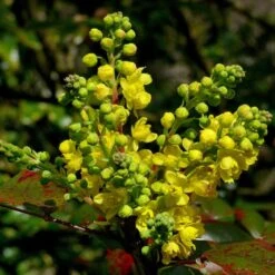 Early Spring Flowering Shrub Collection 10 Early Spring Flowering Shrub Collection -Garden Living Store SHR0172 2 33e95ec0 1a87 4671 bc6f e89d6314b114