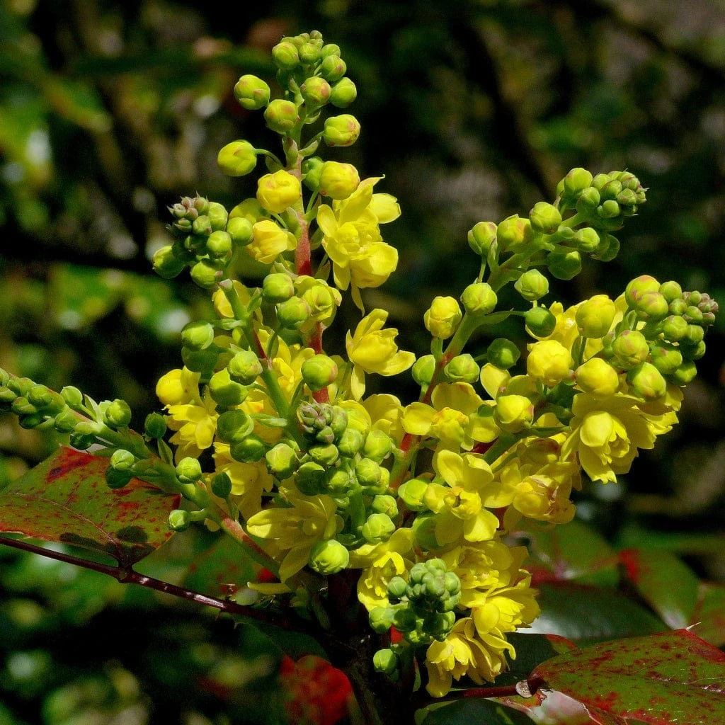 Ultimate Flowering Hedge | Growers' Choice 9 Ultimate Flowering Hedge | Growers' Choice - Image 7