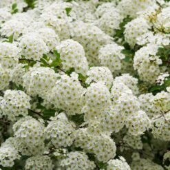 Ultimate Flowering Hedge | Growers' Choice 15 Ultimate Flowering Hedge | Growers' Choice -Garden Living Store SHR0178 3 8eb11138 e6c2 409e 9203 477ae3b3adba