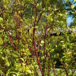 Best Value Cornus Collection | Winter Hedging -Garden Living Store SHR0201 1 3e18158e 3c1f 4032 bcbe ca7c2be08319