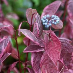 Best Value Cornus Collection | Winter Hedging -Garden Living Store SHR0201 3 6c724d71 b140 4168 ad05 561da55bcb19