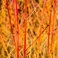 Livestock Friendly Farm Hedging | Growers' Choice | BN11 Compliant -Garden Living Store SHR0205 1 acb46d59 63e6 4f13 9f3c da245b8922f1