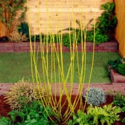 Best Value Cornus Collection | Winter Hedging -Garden Living Store SHR0207 2 68af85ed 9881 4b65 b6fd 357635d4ebe6