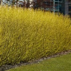 Best Value Cornus Collection | Winter Hedging -Garden Living Store SHR0207 3 b70f8cab 3fbc 4fea b2ed c8df511ce172