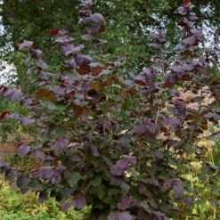 Livestock Friendly Farm Hedging | Growers' Choice | BN11 Compliant -Garden Living Store SHR0208 1 c909d520 c38b 441a 8396 78a2813cb578