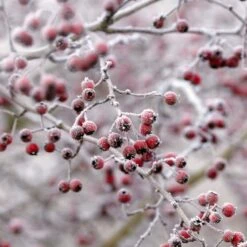 All Seasons Hedging | Growers' Choice -Garden Living Store SHR0210 6 db006dde e232 40fc a1d6 5d61d21e7bf3