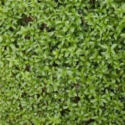 Fast Growing Evergreen Hedging Wildlife Mix | Growers' Choice -Garden Living Store SHR0225 2 0a078499 cb87 471e b521 23b157f3fe2e