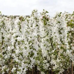Ultimate Flowering Hedge | Growers' Choice 16 Ultimate Flowering Hedge | Growers' Choice -Garden Living Store SHR0229 2 bf771328 6098 4068 b17a f9cc722a3908