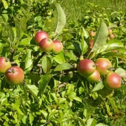 All Seasons Hedging | Growers' Choice -Garden Living Store SHR0229 6 d11146dc 1340 42da b37c 8c79d5a56dd2