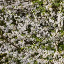 Ultimate Flowering Hedge | Growers' Choice 18 Ultimate Flowering Hedge | Growers' Choice -Garden Living Store SHR0232 1 767b1cf8 b9e7 42b8 aa5a de73f59728f0
