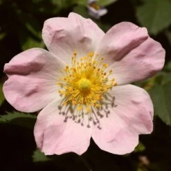 Ultimate Flowering Hedge | Growers' Choice 19 Ultimate Flowering Hedge | Growers' Choice -Garden Living Store SHR0246 1