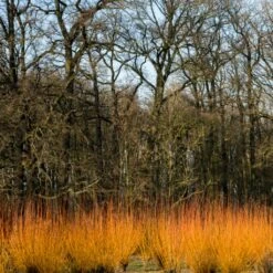 Fast Growing Evergreen Hedging Wildlife Mix | Growers' Choice -Garden Living Store SHR0252 3 fe5f10e4 3c5c 440f 876c 3892ceb5ff5e