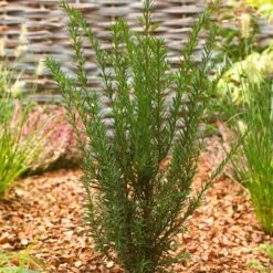 Common Yew | Taxus Baccata -Garden Living Store SHR0261 2