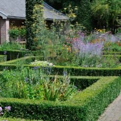 Common Yew | Taxus Baccata -Garden Living Store SHR0261 3