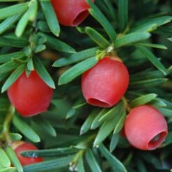 Common Yew | Taxus Baccata -Garden Living Store SHR0261 4
