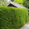 Best Evergreen Hedging Plants | Growers' Choice -Garden Living Store SHR0261 5 66a7e991 a176 4e40 b9bd b89654263a68