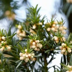 Common Yew | Taxus Baccata -Garden Living Store SHR0261 6