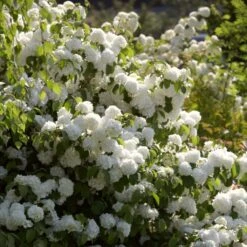 Ultimate Flowering Hedge | Growers' Choice 13 Ultimate Flowering Hedge | Growers' Choice -Garden Living Store SHR0266 3 289a3d5e 1947 4c87 ab44 6fef0c297a45