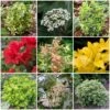 Best Small Evergreen Shrubs -Garden Living Store SHRCOL1 1