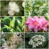 Best Flowering Evergreen Shrubs -Garden Living Store SHRCOL10 1