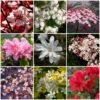 Best Flowering Shrubs 1 Best Flowering Shrubs -Garden Living Store SHRCOL13 1