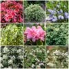 Best Evergreen Shrubs -Garden Living Store SHRCOL16 1