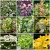 Best Shrubs For Borders -Garden Living Store SHRCOL19 1