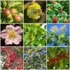 Best Mixed Native Wildlife Hedging | Growers' Choice -Garden Living Store SHRCOL23 1 9c69c28b 7f21 4839 930b b5df15d01485