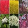 Best Value Cornus Collection | Winter Hedging -Garden Living Store SHRCOL26 1 98e5650f 3d8b 4f0d afcf 959e7b4d4ed5