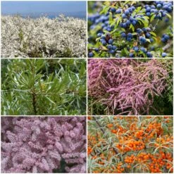 Best Mixed Coastal Hedging | Growers' Choice