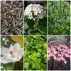 Best Fast Growing Shrubs -Garden Living Store SHRCOL4 1