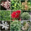 Best Shrubs For Shade -Garden Living Store SHRCOL7 1